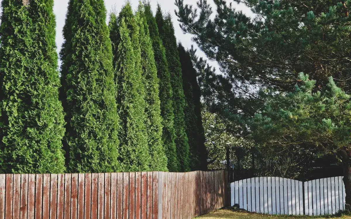 Wood privacy fence running beside a row of tall evergreen trees
