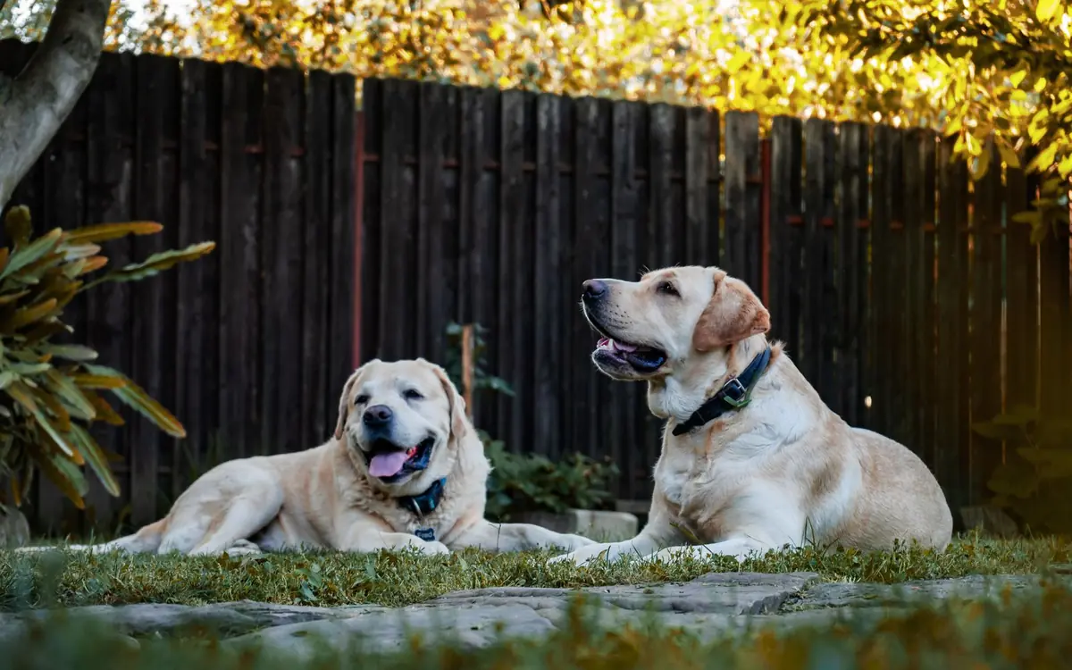 Two Labrador dogs lying on a green lawn in front of a dark wood privacy fence, a good fence for dogs in a Florida yard