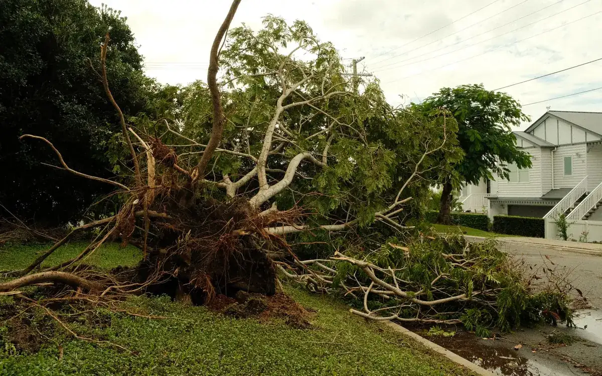 Large uprooted tree lying on a lawn beside a house after a storm, showing the tree risk to fences during Florida hurricanes
