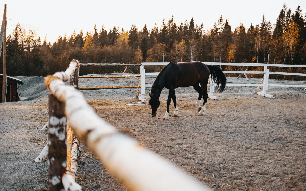 Black horse grazing in a sand paddock with white rail fence