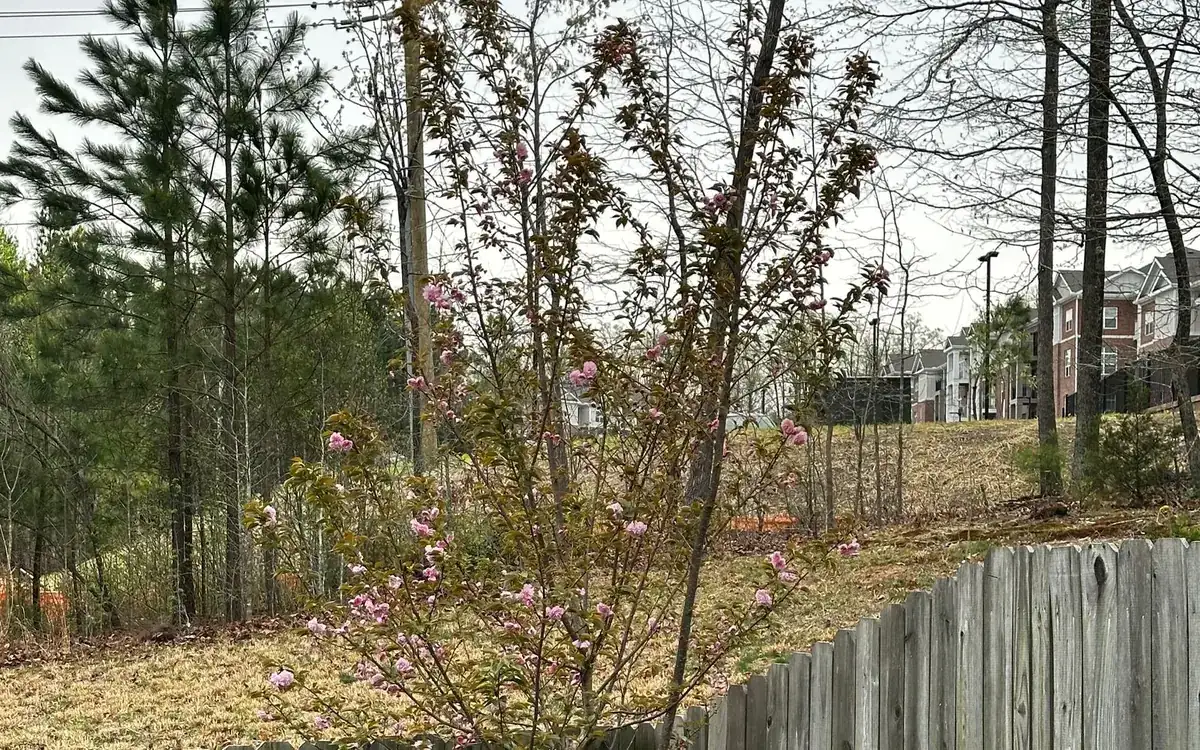Wood privacy fences around a back yard with young trees in Belleview style lot