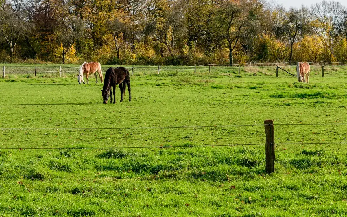 Horses grazing in a green pasture behind wire and post fencing