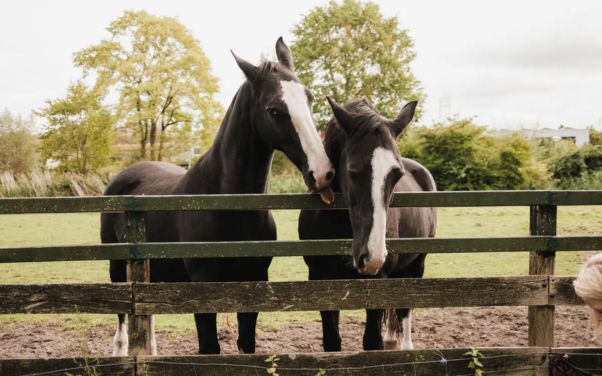 Two dark horses standing behind a wood rail fence in a paddock