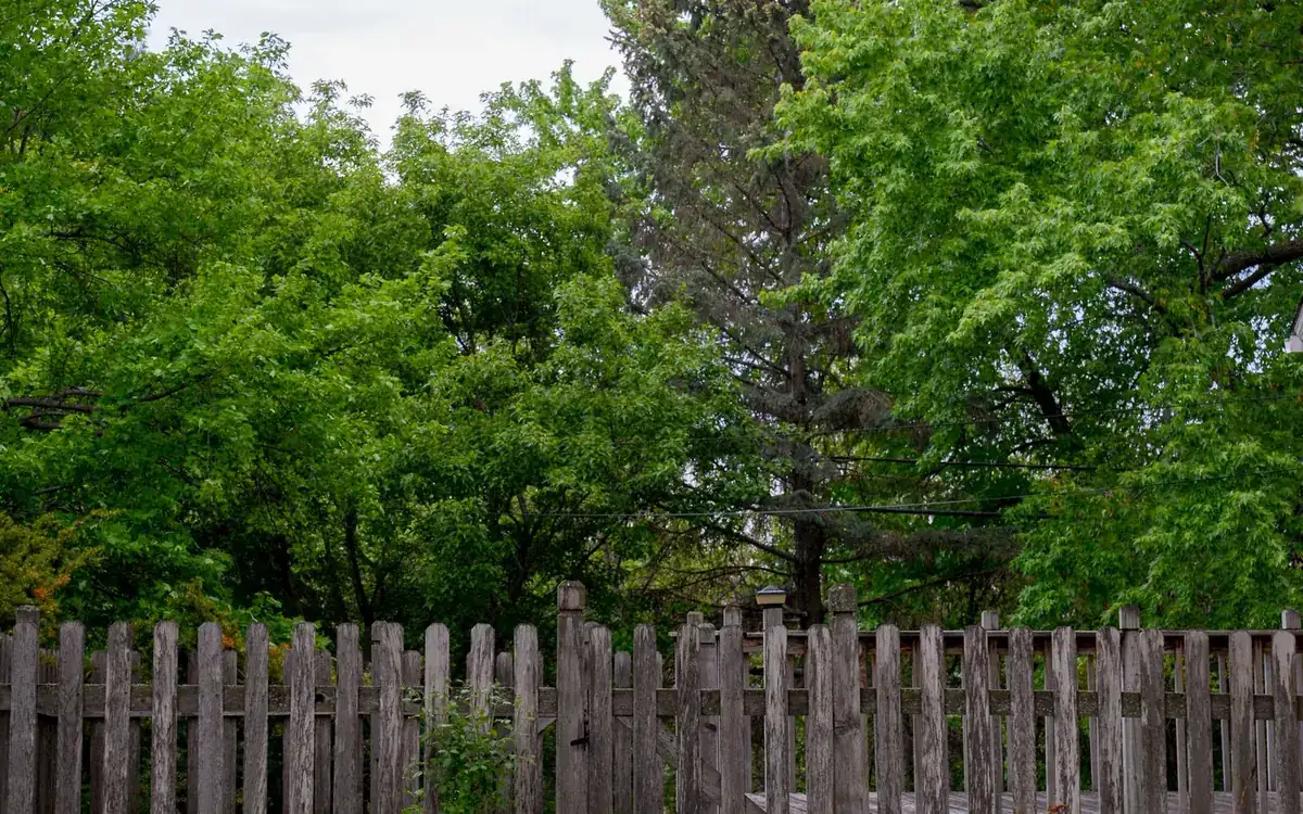 Wooden picket fence at the edge of a lawn under tall green trees