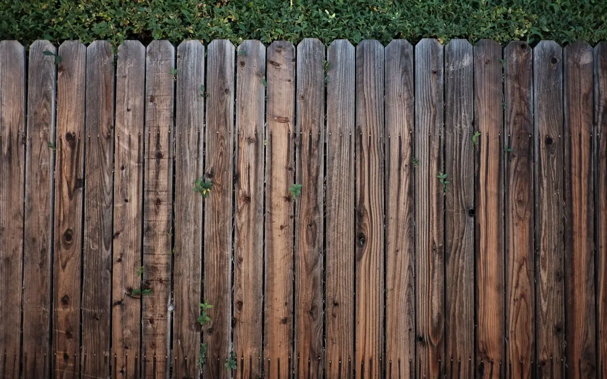 Close-up of a weathered vertical wood board privacy fence with a hedge growing on top, showing how wood ages in Florida